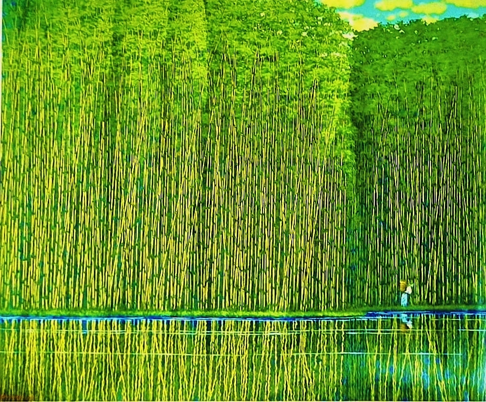 Rich Green Bamboo Forest