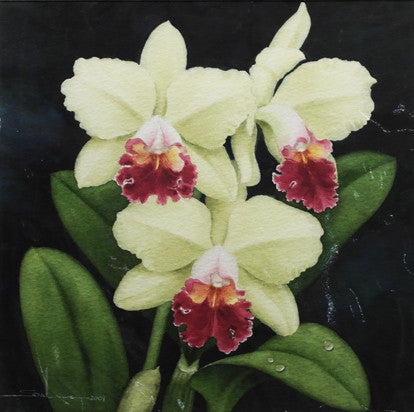 Orchids (CSL0005P)